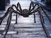 PAJĄK HALLOWEEN TARANTULA DUŻA XXL DŁUGIE NOGI + PAJĘCZYNA PLUSZOWA 90cm